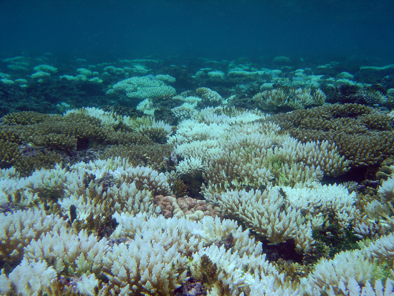 Coral bleaching in Guam. Photo Courtesy: David Burdick/NOAA